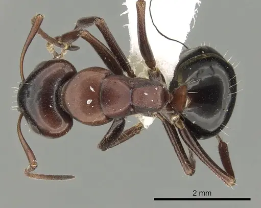 Camponotus vogti specimen CASENT0280002 image casent0280002_1