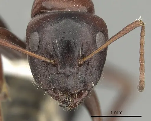 Camponotus vogti specimen CASENT0280002 image casent0280002_2