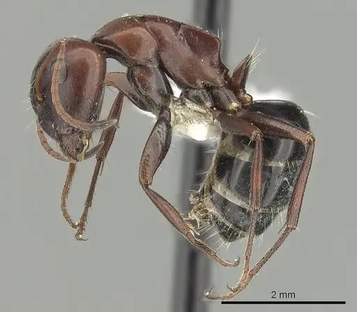 Camponotus vogti specimen CASENT0280002 image casent0280002_3