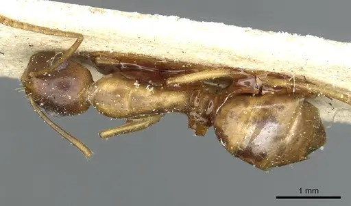 Camponotus vulpus specimen RMCAENT000017818 image rmcaent000017818_1