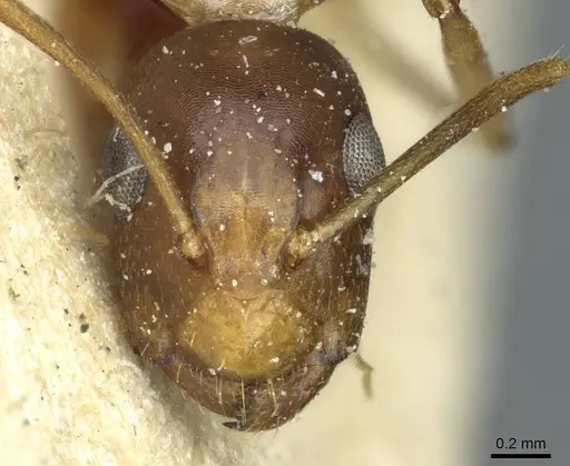 Camponotus vulpus specimen RMCAENT000017818 image rmcaent000017818_2