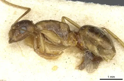 Camponotus vulpus specimen RMCAENT000017818 image rmcaent000017818_3