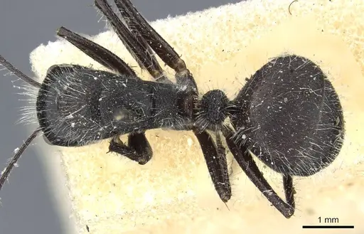 Camponotus wasmanni specimen CASENT0905413 image casent0905413_1