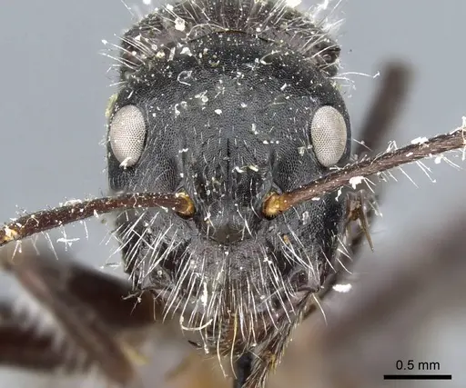 Camponotus wasmanni specimen CASENT0905413 image casent0905413_2