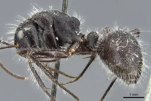 Camponotus wasmanni specimen CASENT0905413 image casent0905413_4
