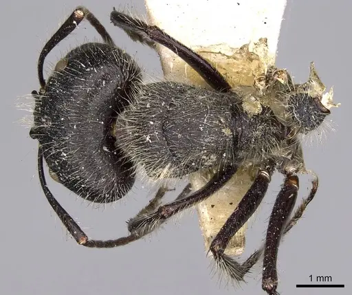 Camponotus wasmanni specimen CASENT0906963 image casent0906963_1