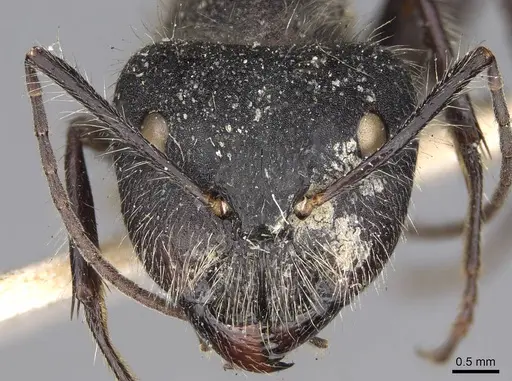 Camponotus wasmanni specimen CASENT0906963 image casent0906963_2