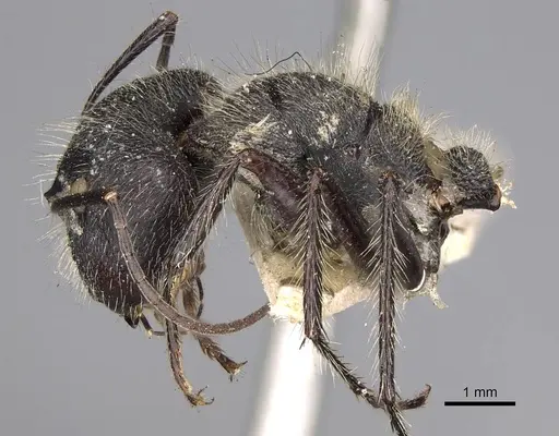 Camponotus wasmanni specimen CASENT0906963 image casent0906963_3