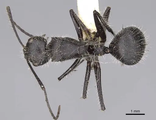Camponotus wasmanni specimen CASENT0906964 image casent0906964_1