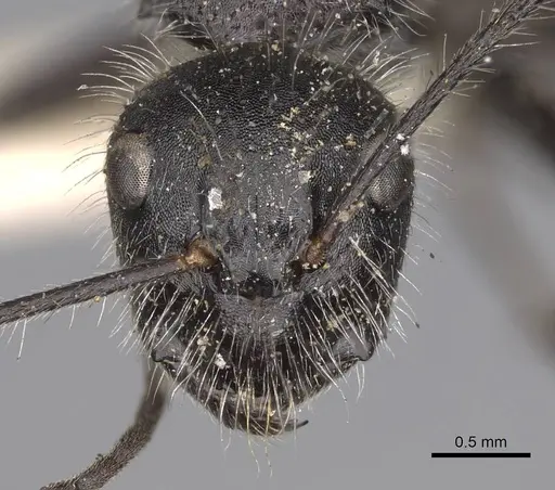 Camponotus wasmanni specimen CASENT0906964 image casent0906964_2