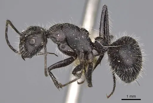 Camponotus wasmanni specimen CASENT0906964 image casent0906964_3