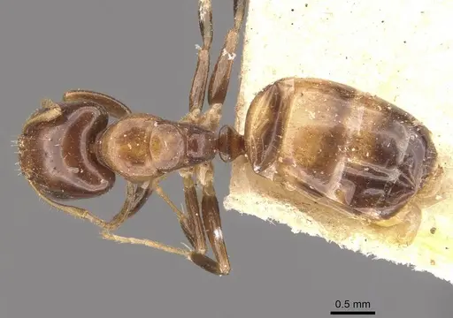 Camponotus wedda specimen CASENT0910543 image casent0910543_1
