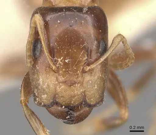 Camponotus wedda specimen CASENT0910543 image casent0910543_2