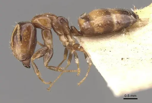 Camponotus wedda specimen CASENT0910543 image casent0910543_3