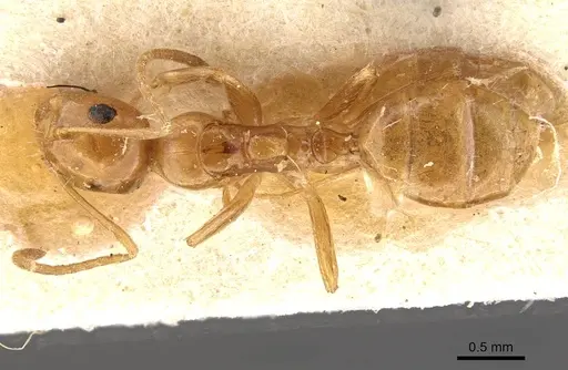 Camponotus wedda specimen CASENT0910544 image casent0910544_1