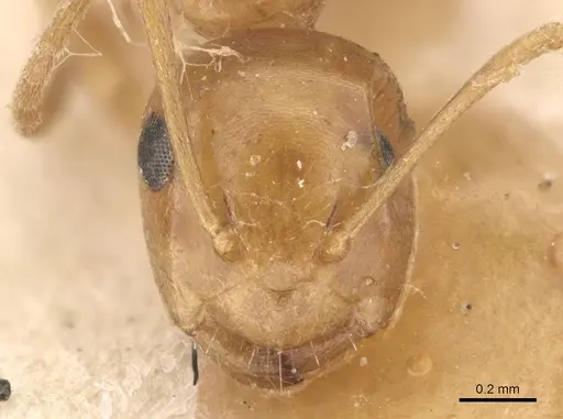Camponotus wedda specimen CASENT0910544 image casent0910544_2
