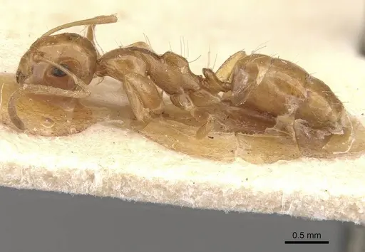 Camponotus wedda specimen CASENT0910544 image casent0910544_3