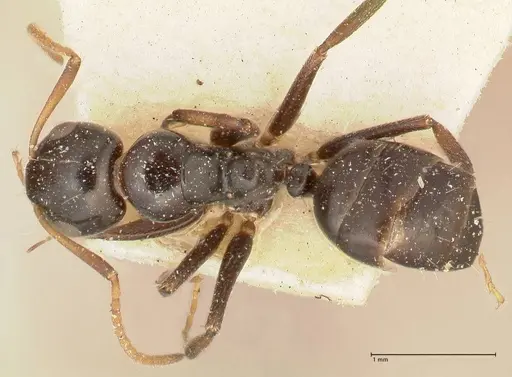 Camponotus weismanni specimen FOCOL2297 image focol2297_1