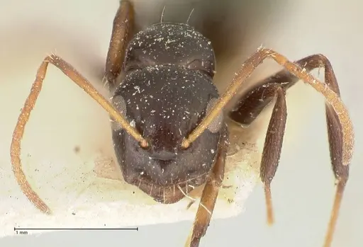 Camponotus weismanni specimen FOCOL2297 image focol2297_2