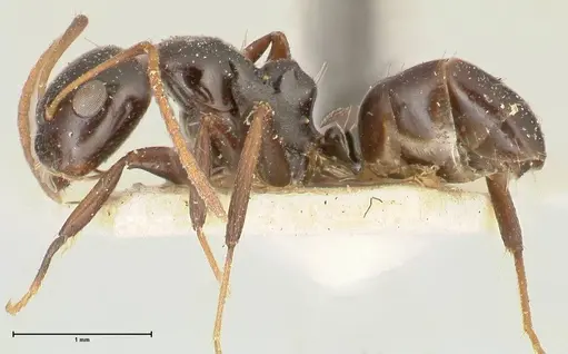 Camponotus weismanni specimen FOCOL2297 image focol2297_3
