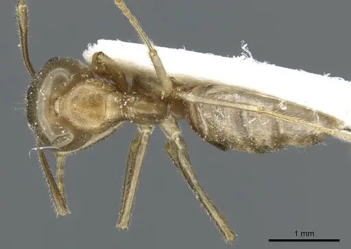 Camponotus weissflogi specimen CASENT0905903 image casent0905903_1