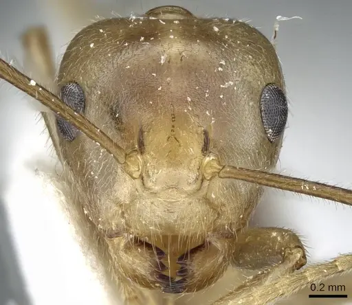 Camponotus weissflogi specimen CASENT0905903 image casent0905903_2