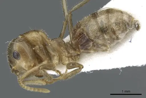 Camponotus weissflogi specimen CASENT0905903 image casent0905903_3