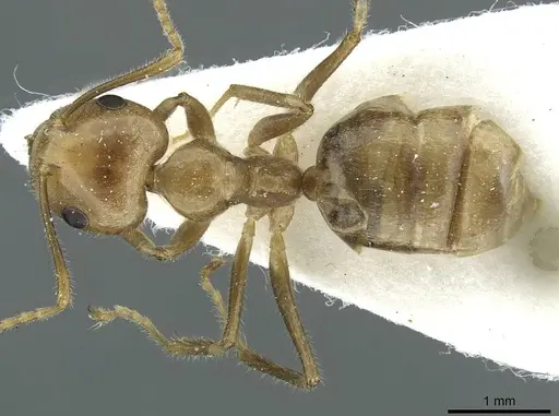Camponotus weissflogi specimen CASENT0911647 image casent0911647_1