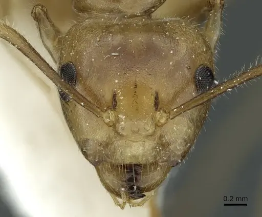 Camponotus weissflogi specimen CASENT0911647 image casent0911647_2