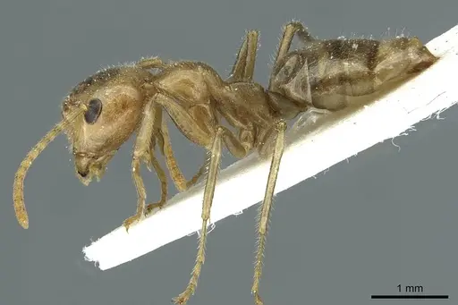Camponotus weissflogi specimen CASENT0911647 image casent0911647_3