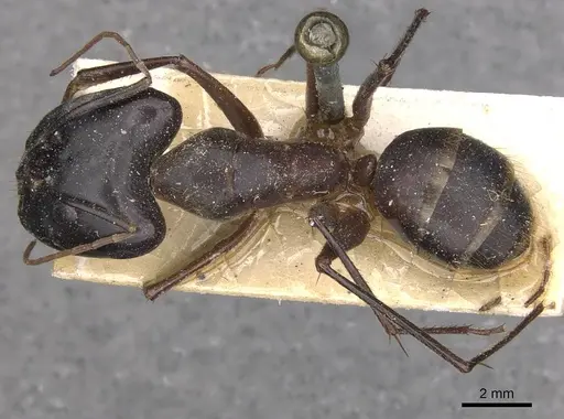 Camponotus wellmani specimen CASENT0910079 image casent0910079_1