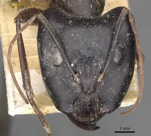 Camponotus wellmani specimen CASENT0910079 image casent0910079_2