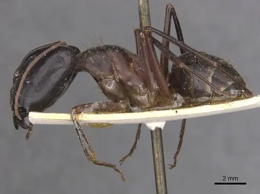 Camponotus wellmani specimen CASENT0910079 image casent0910079_3