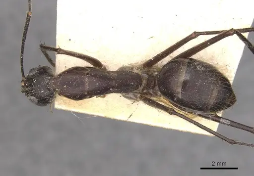 Camponotus wellmani specimen CASENT0910080 image casent0910080_1