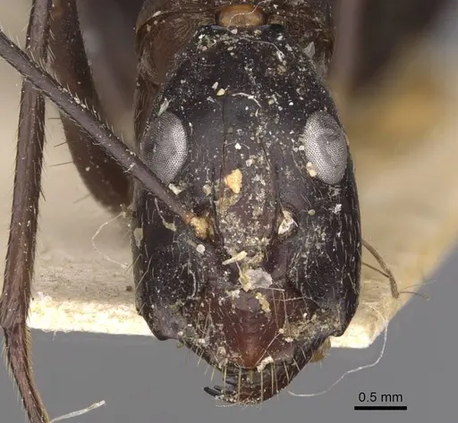 Camponotus wellmani specimen CASENT0910080 image casent0910080_2