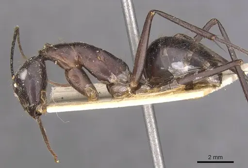Camponotus wellmani specimen CASENT0910080 image casent0910080_4