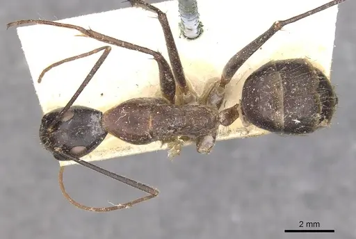 Camponotus wellmani specimen CASENT0910081 image casent0910081_1