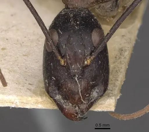 Camponotus wellmani specimen CASENT0910081 image casent0910081_2