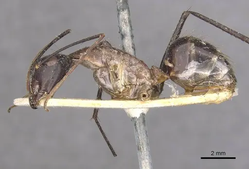 Camponotus wellmani specimen CASENT0910081 image casent0910081_3