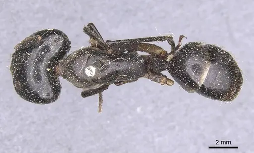 Camponotus wellmani specimen CASENT0912079 image casent0912079_1