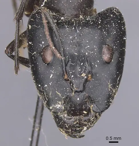 Camponotus wellmani specimen CASENT0912079 image casent0912079_2