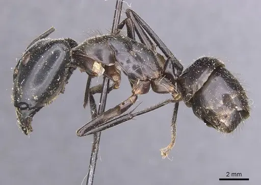 Camponotus wellmani specimen CASENT0912079 image casent0912079_3