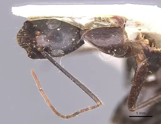 Camponotus wellmani specimen CASENT0912080 image casent0912080_1