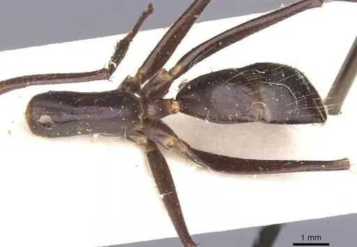 Camponotus wellmani specimen CASENT0912080 image casent0912080_2