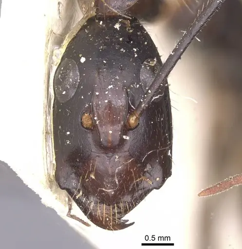 Camponotus wellmani specimen CASENT0912080 image casent0912080_3