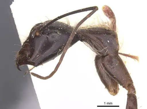 Camponotus wellmani specimen CASENT0912080 image casent0912080_4