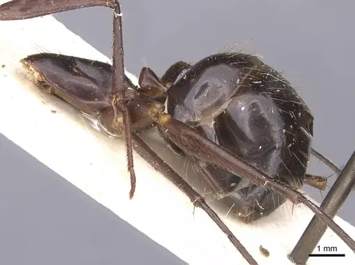 Camponotus wellmani specimen CASENT0912080 image casent0912080_5