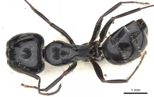 Camponotus werthi specimen CASENT0903522 image casent0903522_1