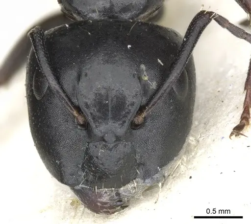 Camponotus werthi specimen CASENT0903522 image casent0903522_2