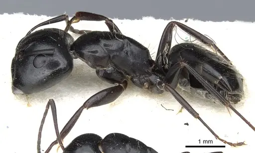 Camponotus werthi specimen CASENT0903522 image casent0903522_3